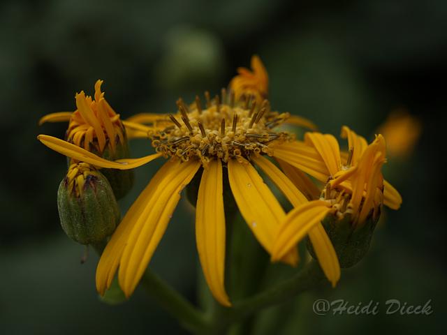 Ligularia dentata1.JPG